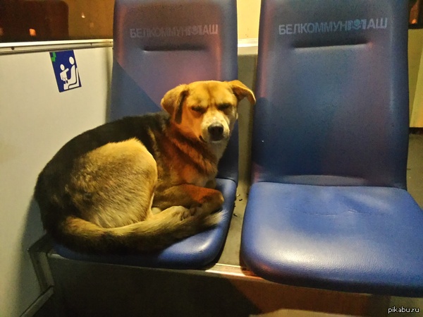 Когда нужно куда-то ехать, а ты хочешь спать