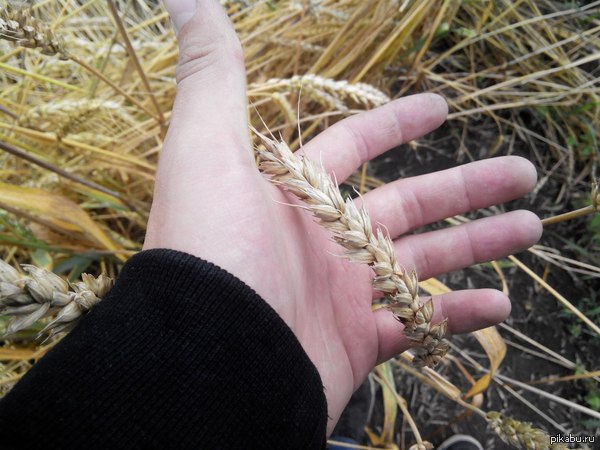 Трудовое лето.