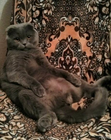 Ну приветик, раб