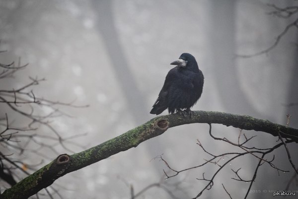 Хранитель тумана