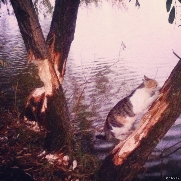 �����, ������� ������