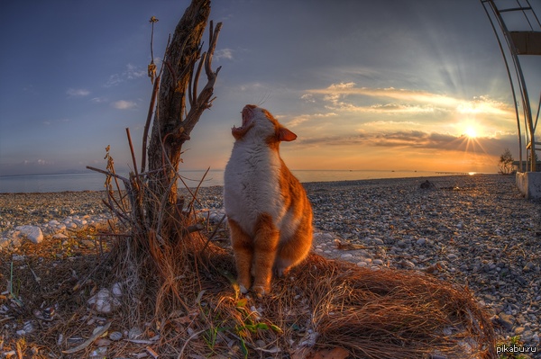 ��������� ����������� ����