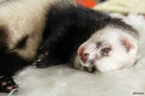 Как сладко спит Том