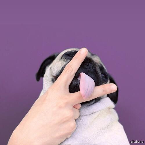 All pug, peace and goodness) - NSFW, , , , Pug