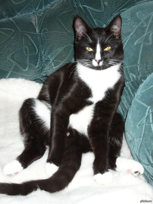 Кисыч-писыч