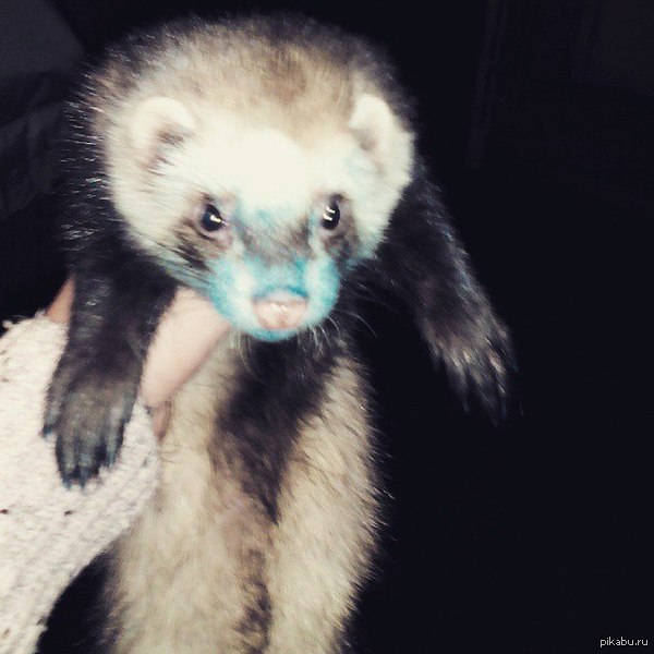 Маленькая пакость