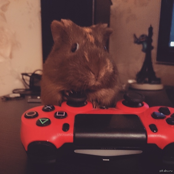 ����������������.