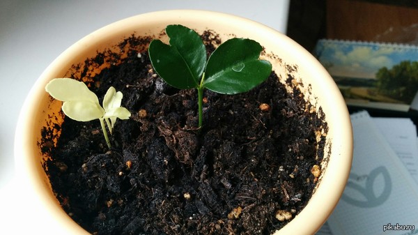 �������� ��������