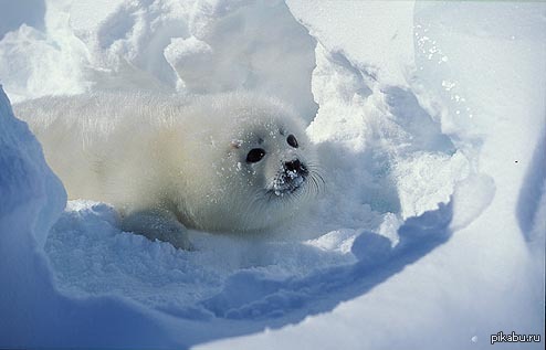 ���������� ������ ����