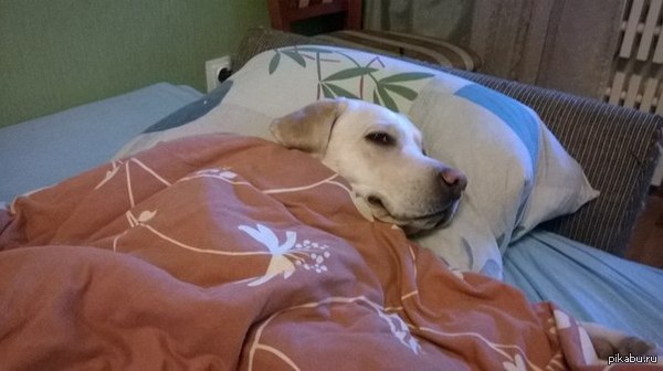 Хотел лечь поспать, но было уже занято.