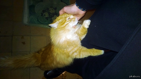 Кажется, я ему понравился :3