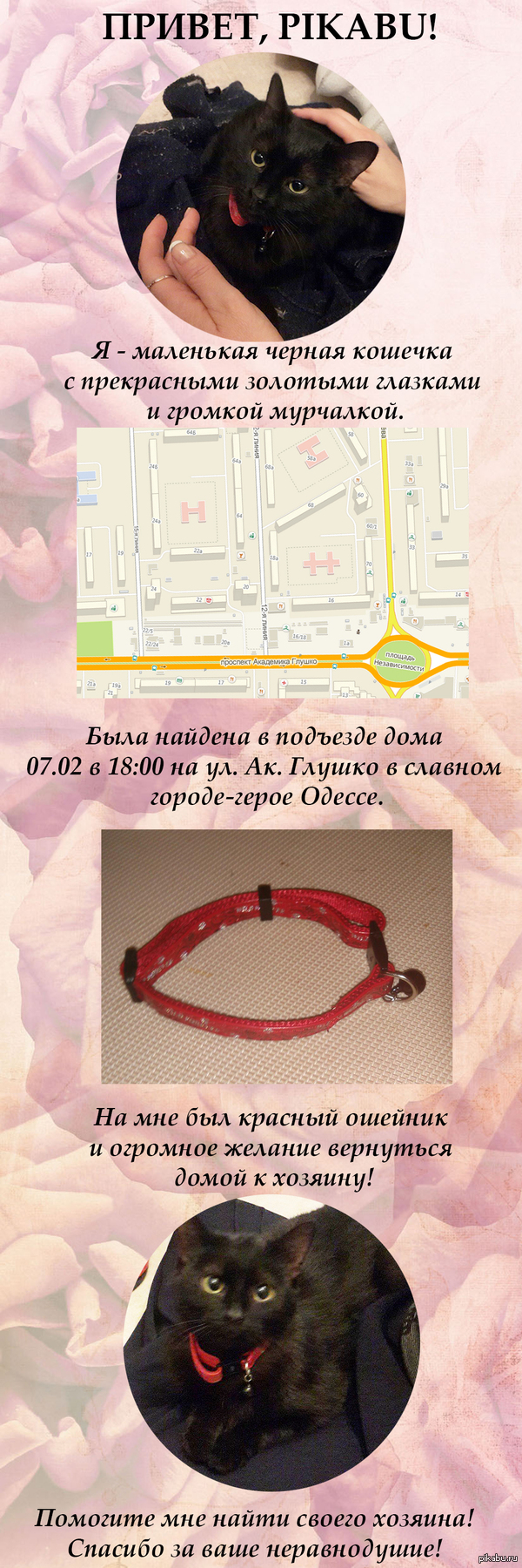 Найдена черная кошечка с красным ошейником ОДЕССА