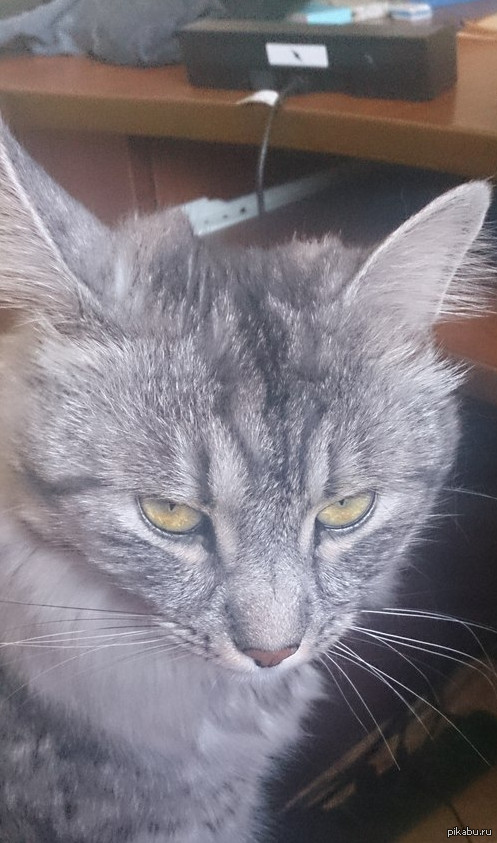 ���� ��� ���� ���-�� �� �������...