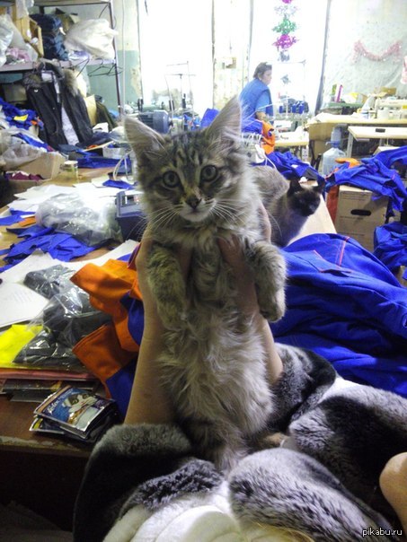 !   ,   . 2-3  , .  )