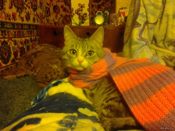 ������� ����� ����� �������