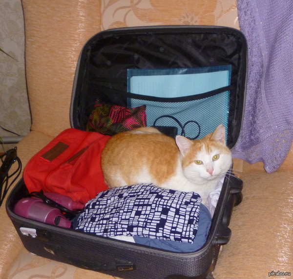 Только откроешь какую-нибудь коробку или чемодан, а кот тут как тут