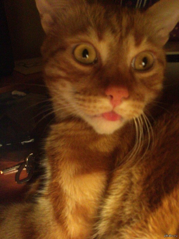 � ��� ����..