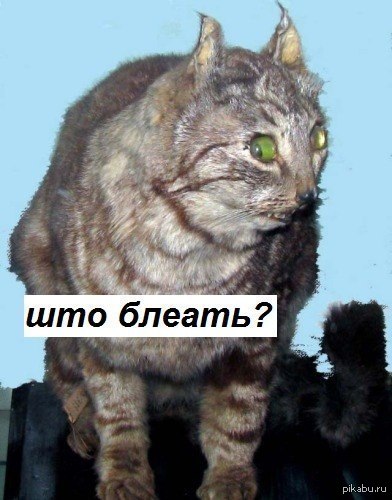 Всратая кошка