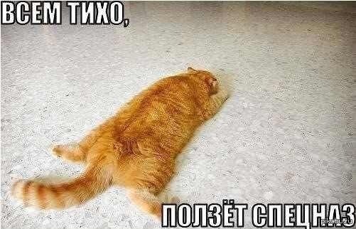 Кошачий спецназ всегда начеку )