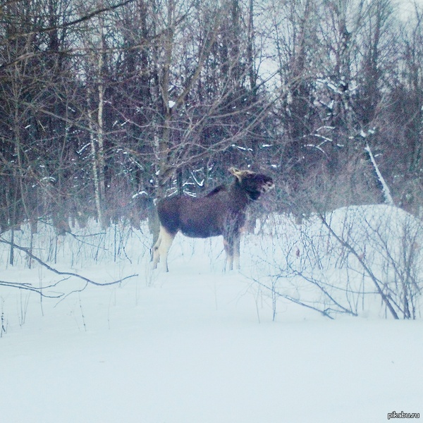 Встретил лося по дороге на работу