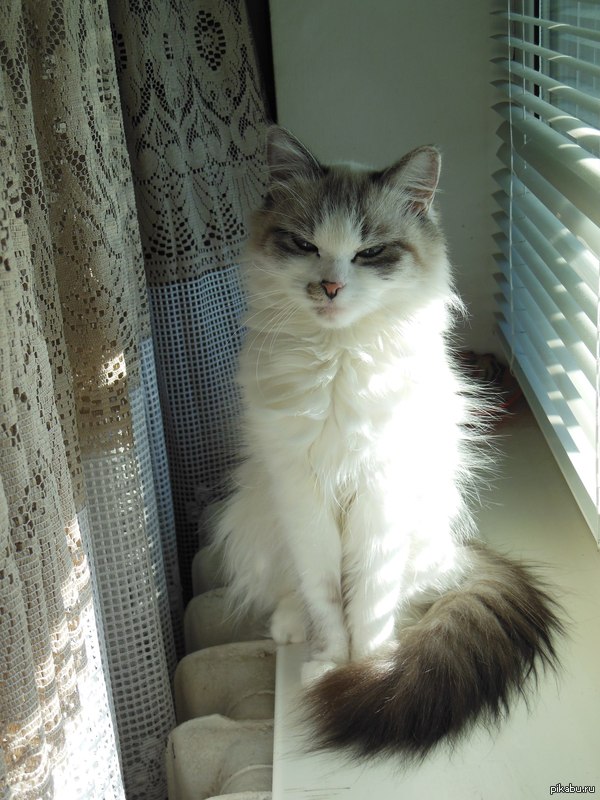 Вот такой кот живет. Точнее кошка.