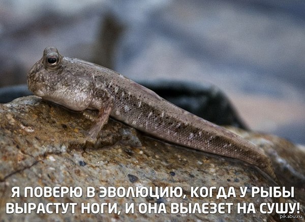 ������ �� � ��������?