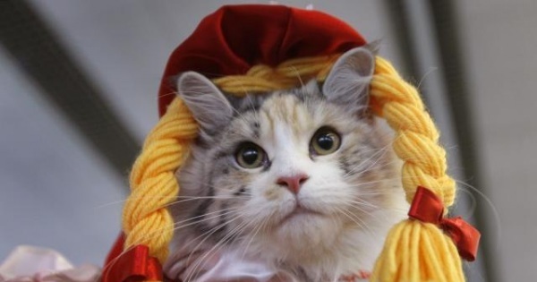 Котик с бантиками