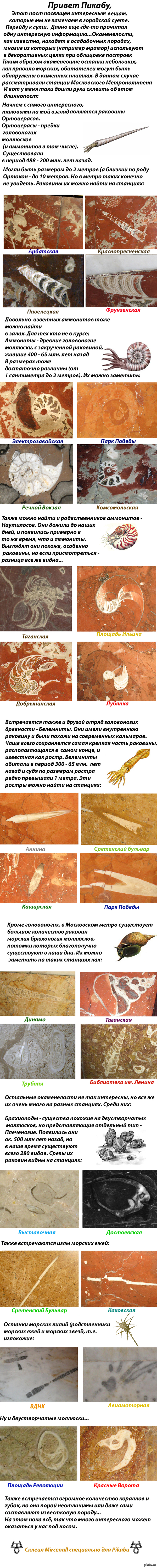       ,   : <a href="http://pikabu.ru/story/paleontologiya_moskovskogo_metro_1686334">http://pikabu.ru/story/_1686334</a>