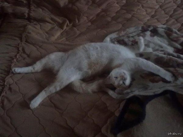 ��� ���� �������� ����������?