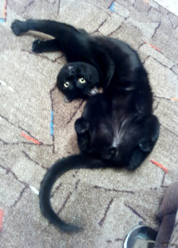 Знакомьтесь, мой кот Бегемот.