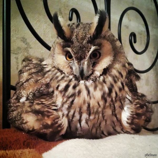 ����, ������� ������� ���� ��������