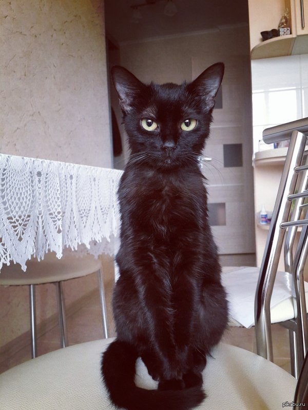 Это Бася и мало того, что она черная...