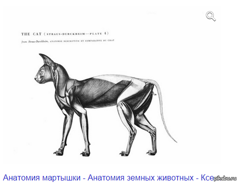 Тело животного и человека. Строение кошки для художников. Кошачья анатомия для художников. Пластическая анатомия кошки. Анатомия животных для художников кошки.