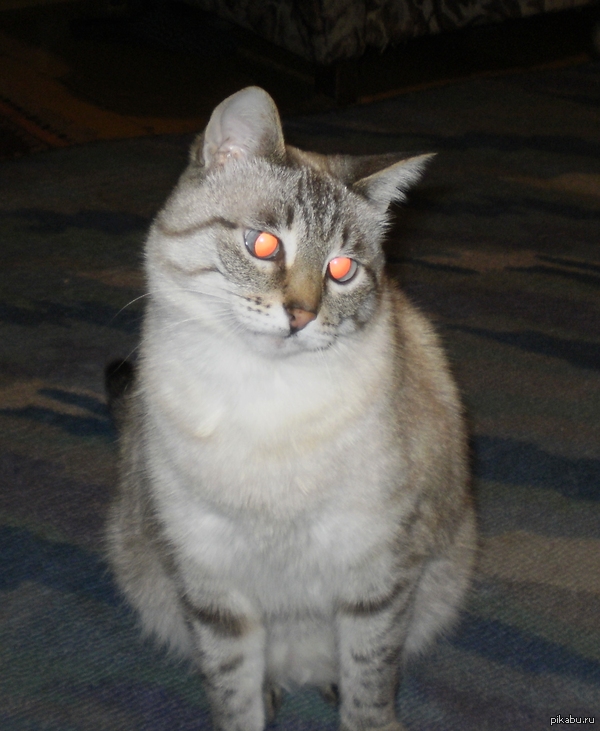 ��� ��������