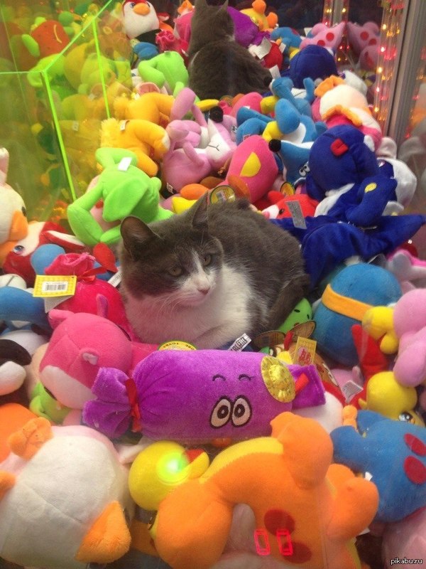 Пушистый лежебока | Пикабу