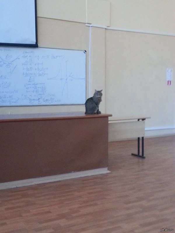 Профессор Макгонагалл, Вы ли это?