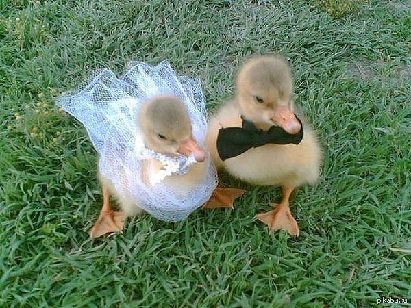 тили тили тесто