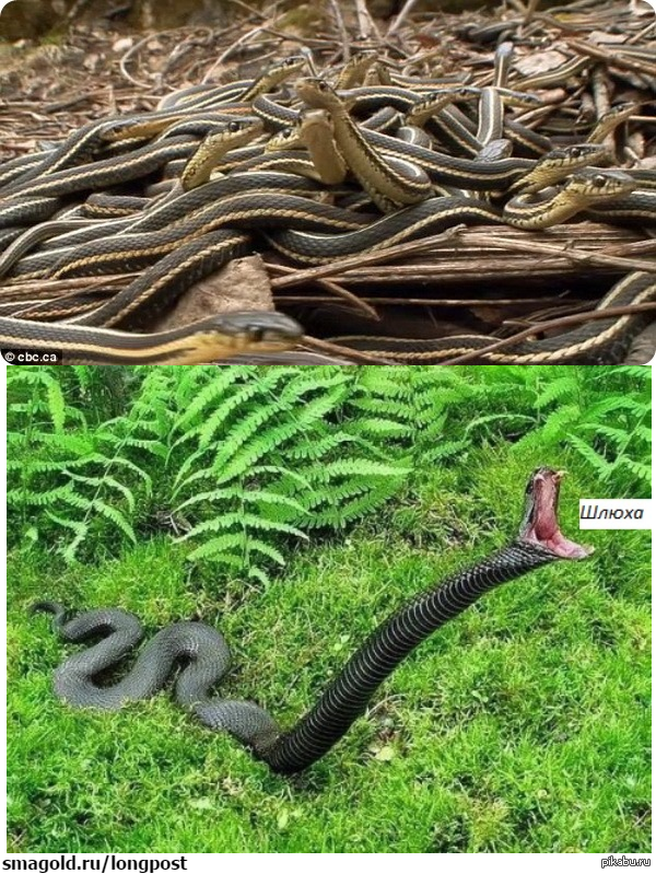 Утренний бред!