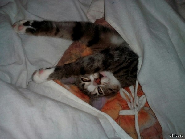 Вот так любит спать котик подруги
