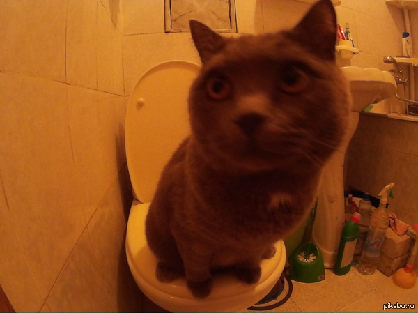 ��� - ��������� ���