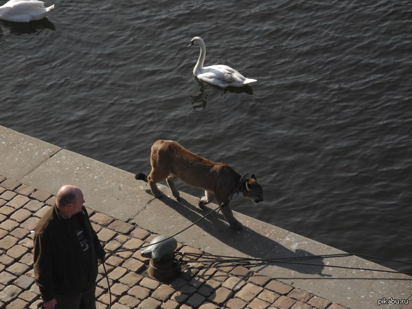 Просто мужик выгуливает пуму по набережной Влтавы