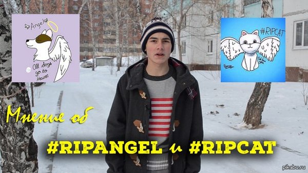  #RipAngel  #RipCat ( ) 13  2015             .         .