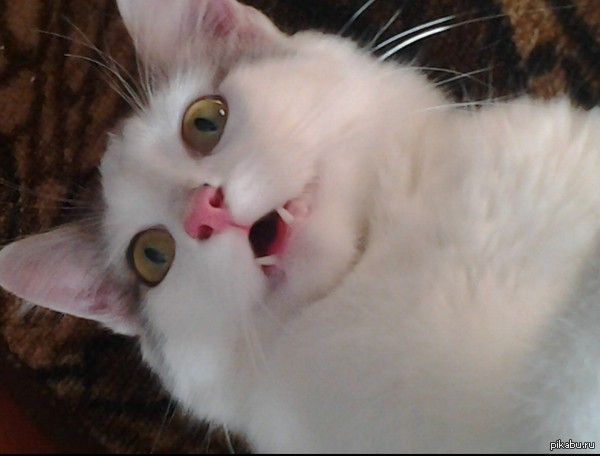 ������� ���� �����