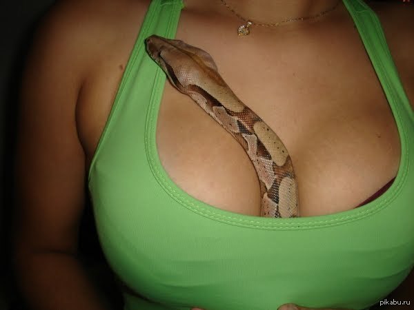 Now I know the meaning of the expression I warmed the snake on my chest - NSFW, Snake, Breast, Acquaintance