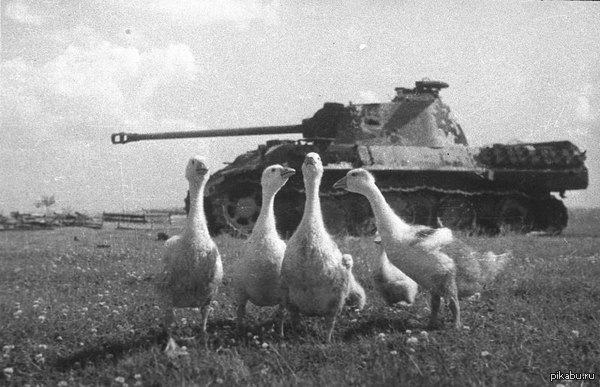       . 1944 