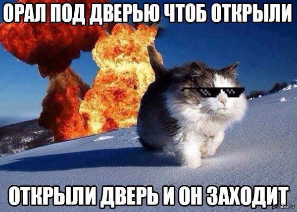 Deal With It....Meow