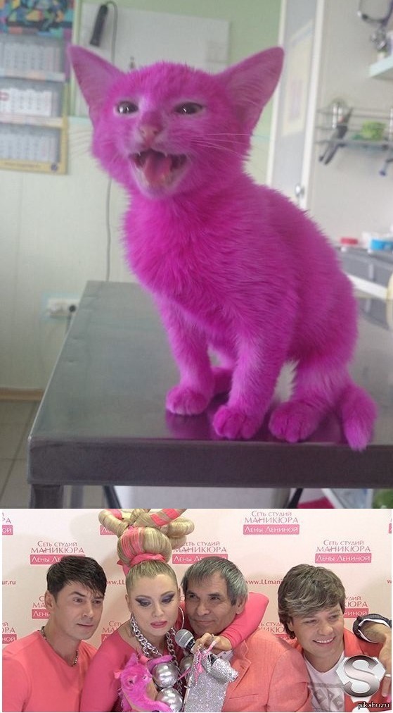 Розовая Кошка Фото
