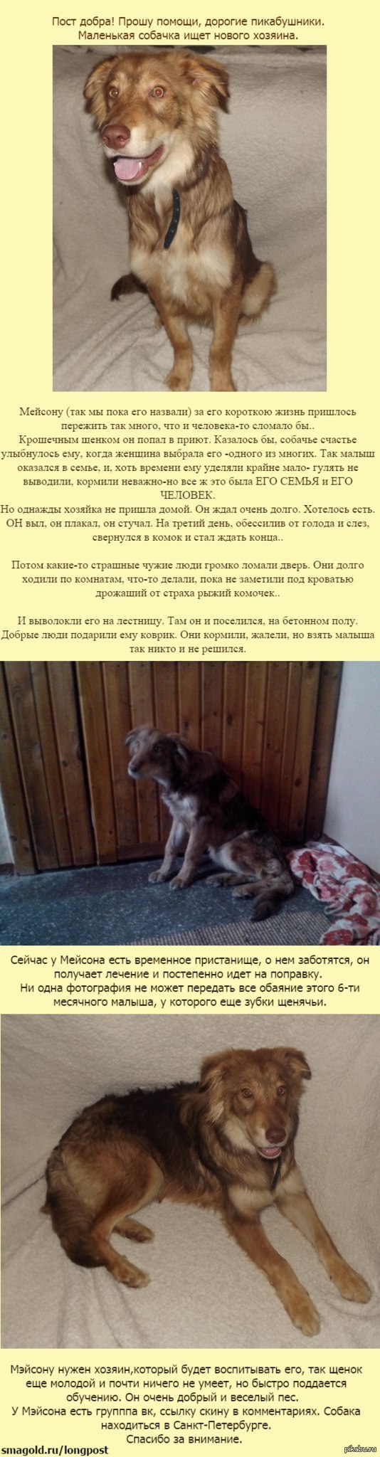 Питер! Кто-нибудь хочет себе классного пса?