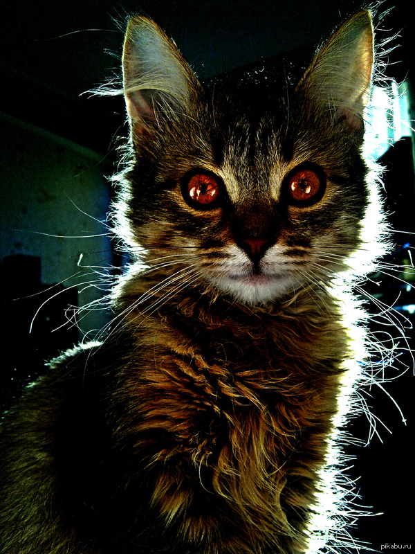 Вот вам моя котейка =)