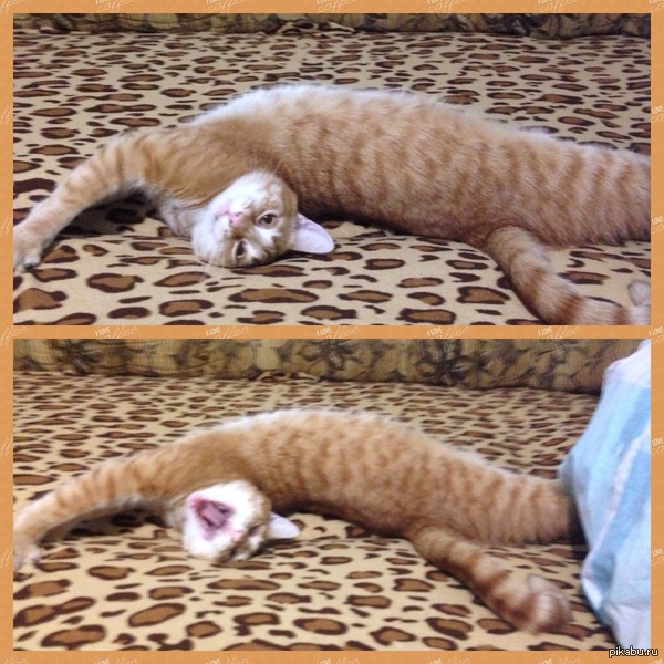 Кот зевает :3